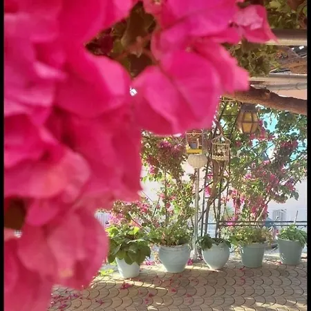 πασιθέα Kivérion